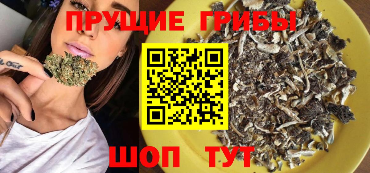 Псилоцибиновые грибы Psilocybine cubensis Калининград